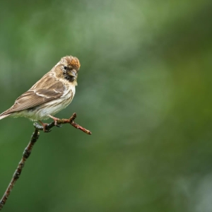 Redwell   June   2016 (264 Of 659).jpg